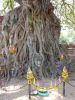 Filename=ayuthaya.jpg
Filesize=429KB
Dimensions=768x1024
Date added=Feb 27, 2008 ayuthaya.jpg