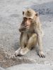 Filename=lopburi_1.jpg
Filesize=359KB
Dimensions=768x1024
Date added=Feb 27, 2008 lopburi_1.jpg