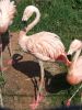 Filename=zoo.JPG
Filesize=134KB
Dimensions=600x800
Date added=May 02, 2010 zoo.JPG